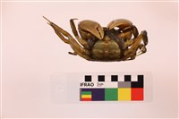 隆背張口蟹藏品圖，第3張