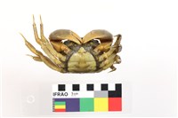 隆背張口蟹藏品圖，第3張