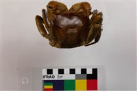 格雷陸方蟹藏品圖，第2張