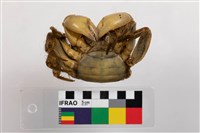 格雷陸方蟹藏品圖，第3張