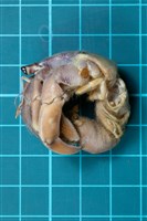 皺紋陸寄居蟹藏品圖，第1張