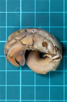 皺紋陸寄居蟹藏品圖，第1張