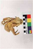 皺紋陸寄居蟹藏品圖，第3張