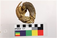 凹足陸寄居蟹藏品圖，第3張