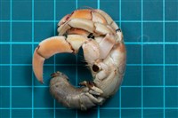 紫陸寄居蟹藏品圖，第1張