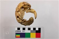 紫陸寄居蟹藏品圖，第3張