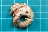 紫陸寄居蟹藏品圖，第1張