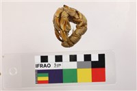 藍紫陸寄居蟹藏品圖，第2張