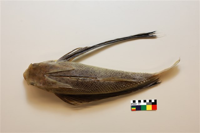 東方飛角魚的圖片