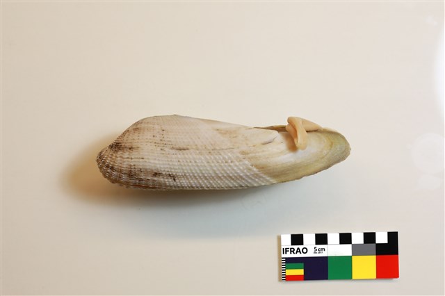 東方海鷗蛤的圖片