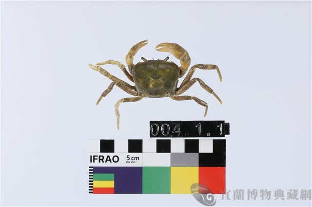高山澤蟹藏品圖，第1張