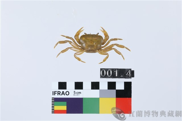 北山澤蟹藏品圖，第1張