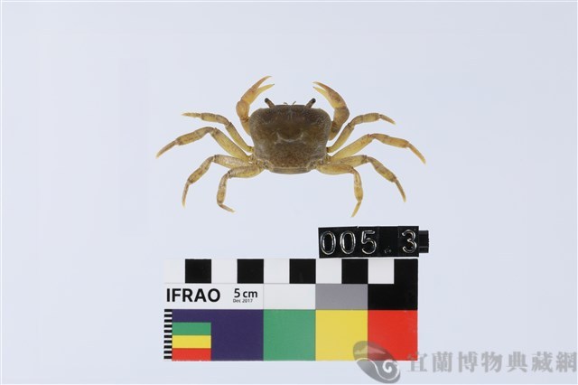 大里澤蟹藏品圖，第1張