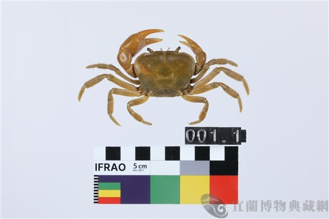 北山澤蟹藏品圖，第1張