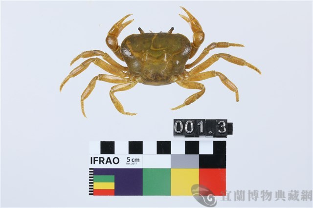 北山澤蟹藏品圖，第1張