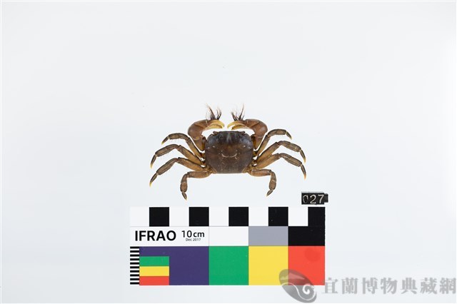 剛毛假方蟹藏品圖，第1張