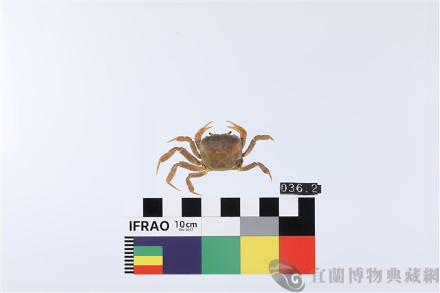 顯著表方蟹藏品圖，第1張