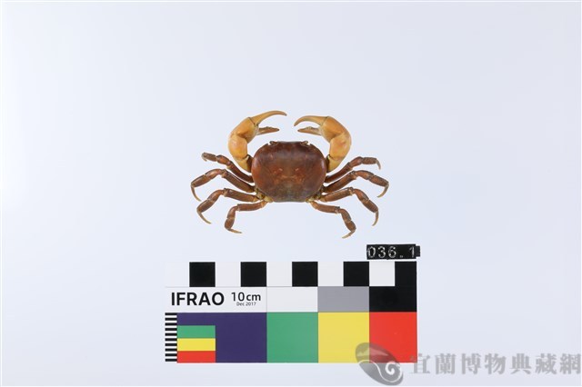 顯著表方蟹藏品圖，第1張