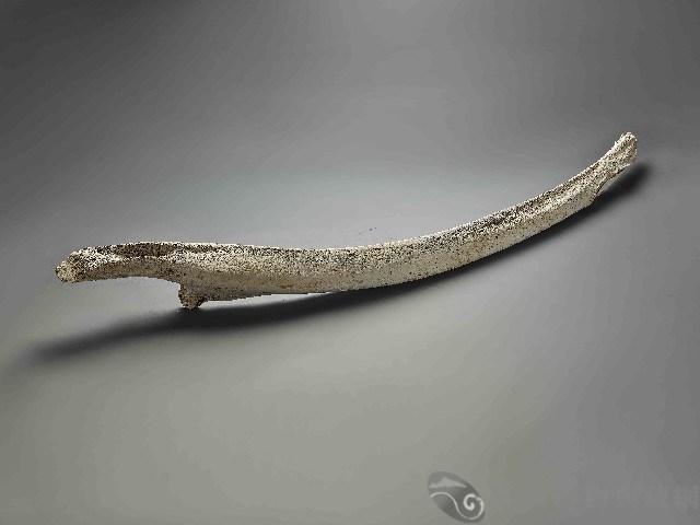 鯨魚骨藏品圖，第1張