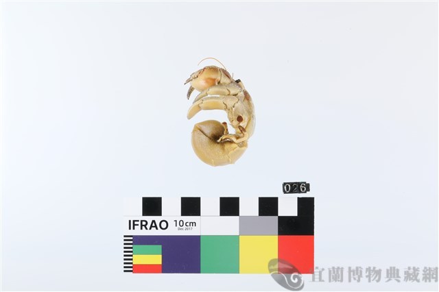紫色陸寄居蟹藏品圖，第1張