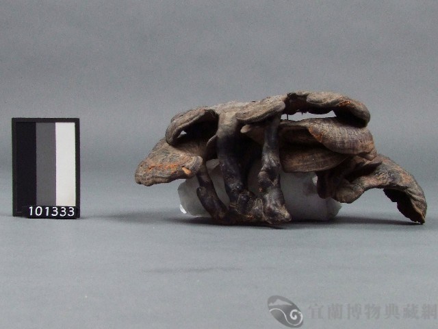 靈芝藏品圖，第3張