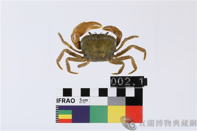 北山澤蟹藏品圖，第1張