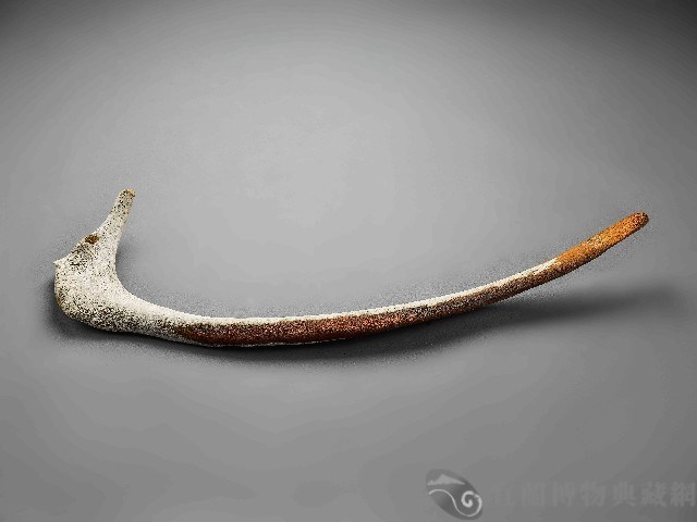鯨魚骨藏品圖，第1張