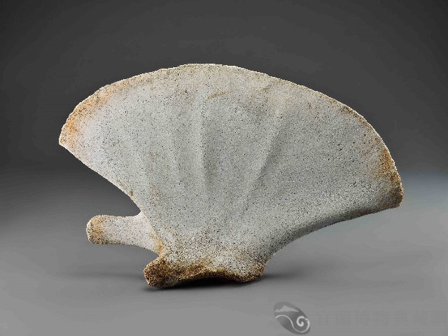 鯨魚骨藏品圖，第1張