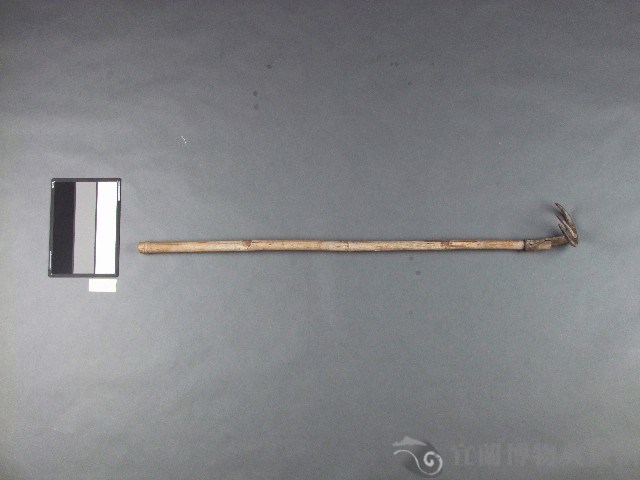三齒耙仔藏品圖，第1張