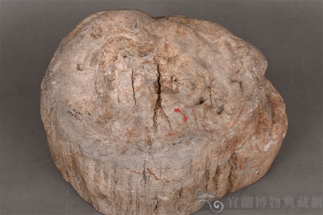 木化石藏品圖，第5張
