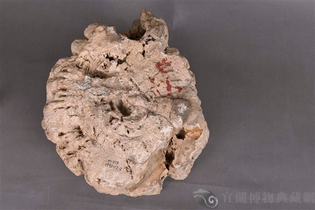 木化石藏品圖，第5張