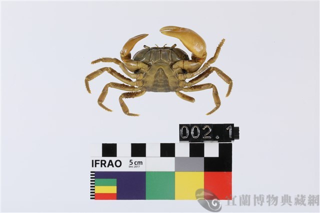北山澤蟹藏品圖，第2張