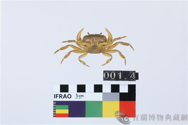 北山澤蟹藏品圖，第2張