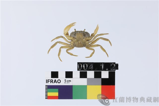 高山澤蟹藏品圖，第2張