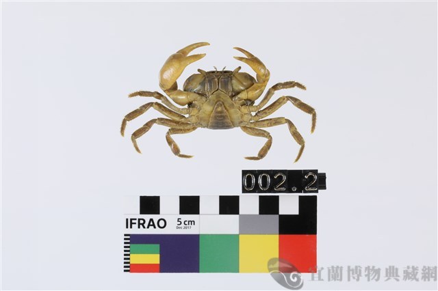 北山澤蟹藏品圖，第2張