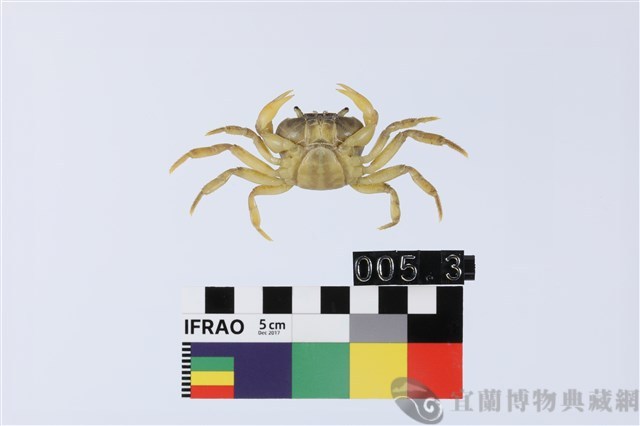 大里澤蟹藏品圖，第2張