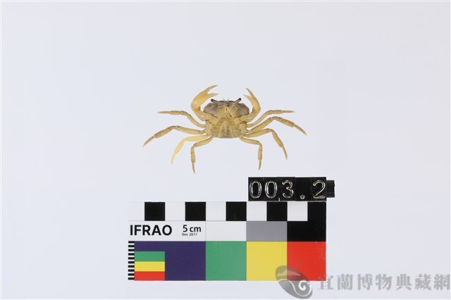 高山澤蟹藏品圖，第2張