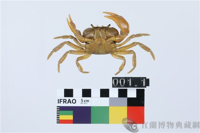 北山澤蟹藏品圖，第2張