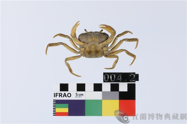 高山澤蟹藏品圖，第2張