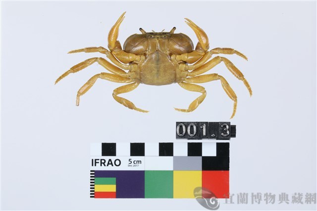 北山澤蟹藏品圖，第2張