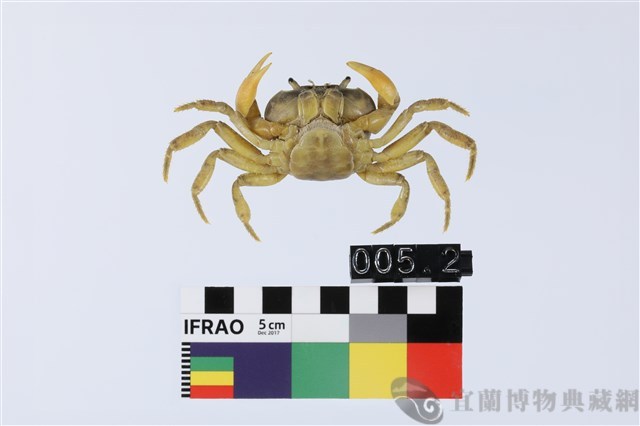 大里澤蟹藏品圖，第2張