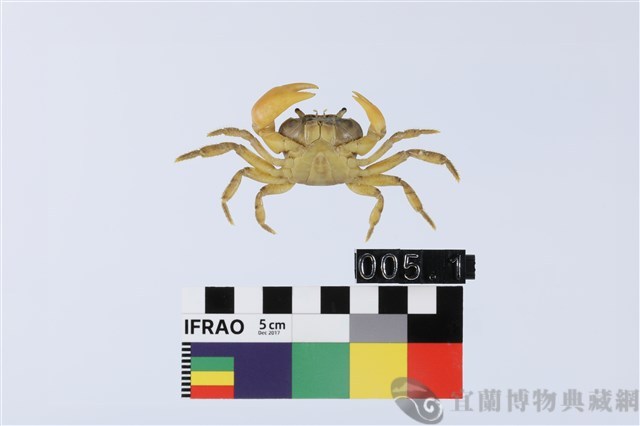 大里澤蟹藏品圖，第2張
