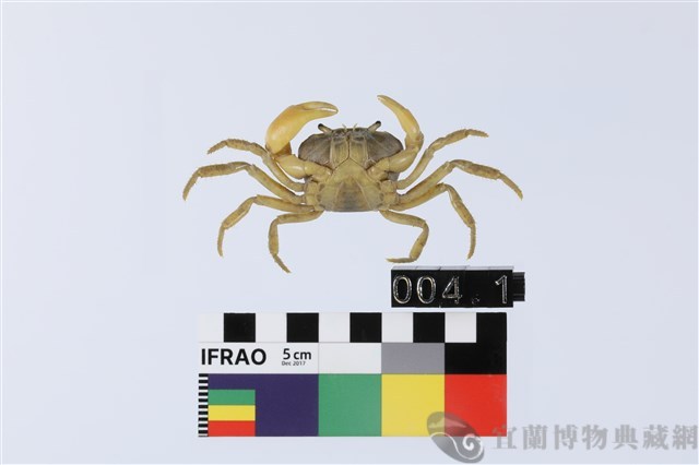 高山澤蟹藏品圖，第2張