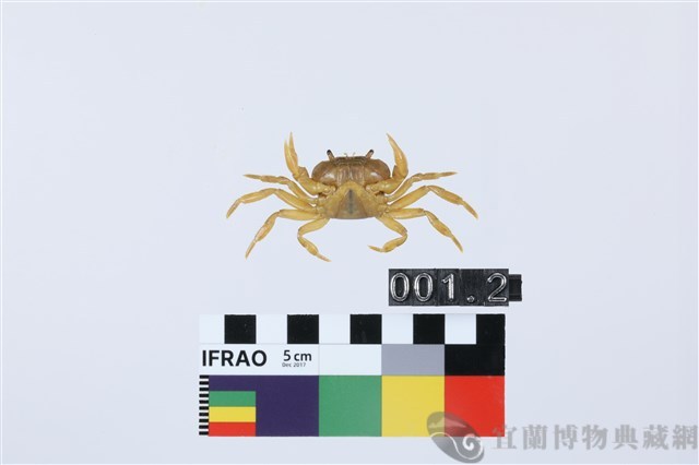 北山澤蟹藏品圖，第2張