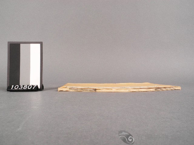 擊鉢吟八集(卷上)藏品圖，第2張