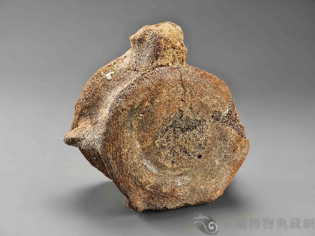 鯨魚骨藏品圖，第2張