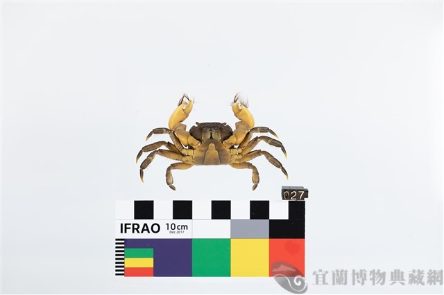 剛毛假方蟹藏品圖，第2張