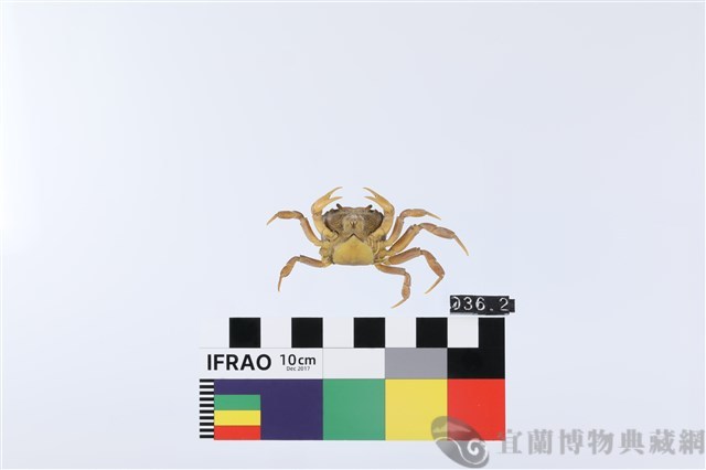顯著表方蟹藏品圖，第2張