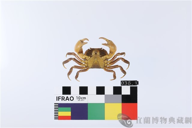 顯著表方蟹藏品圖，第2張