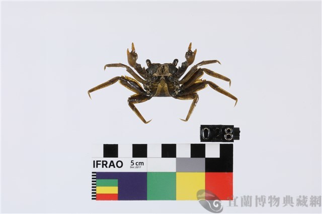 老猴瘦相手蟹藏品圖，第2張